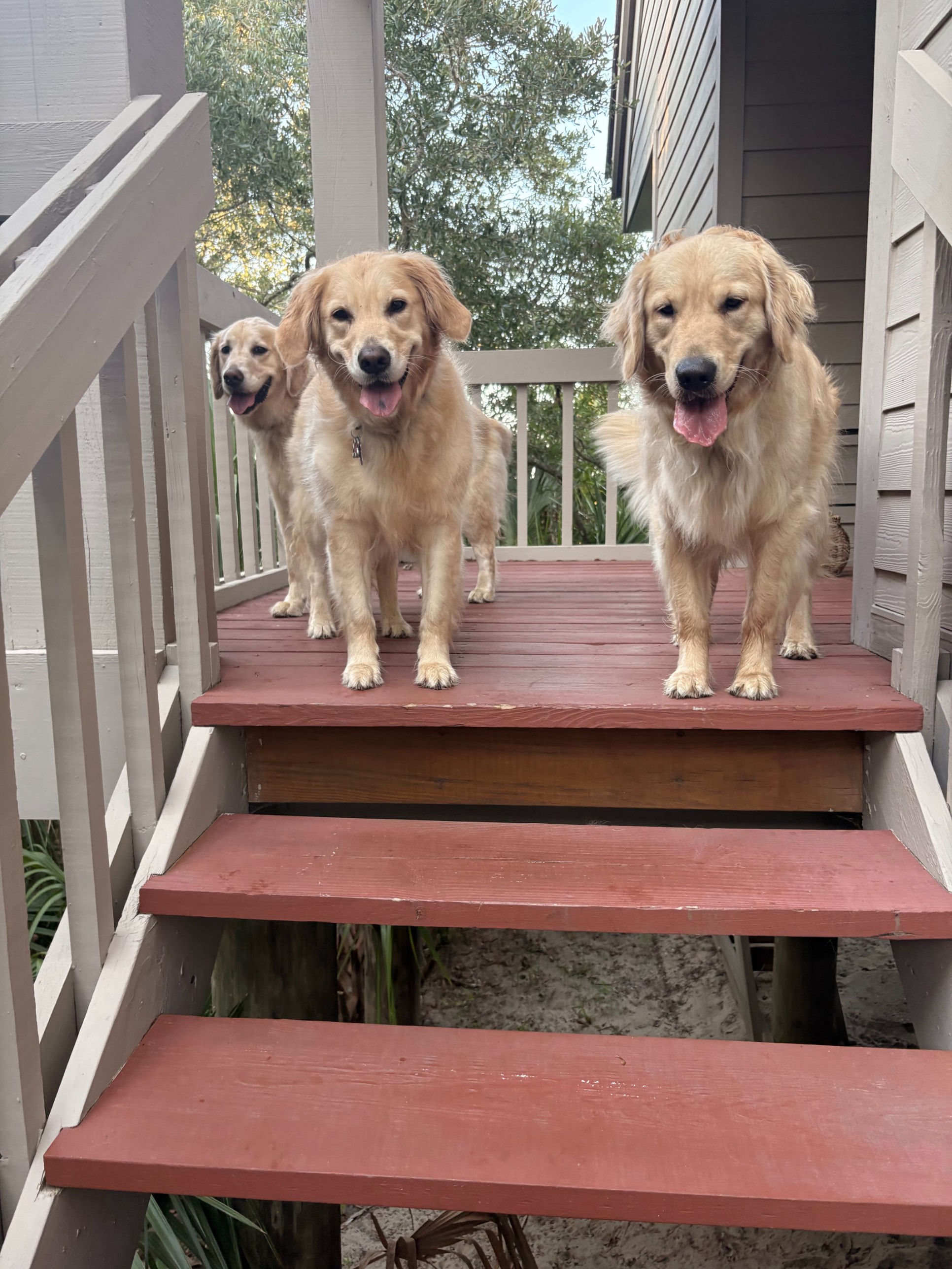 Three golden retrievers